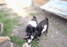 一天不能吃两个鸡蛋、小龙虾里有寄生虫、吃豆腐致癌……这些“养