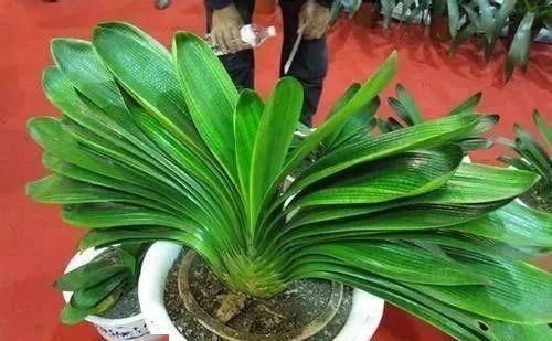 「冥界」传说中的，冥界四花，你知道是那四花吗？