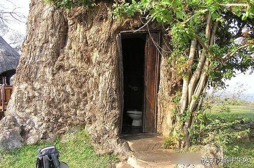  「非洲」非洲网红“生命之树”猴面包树，引进中国后大开眼界长