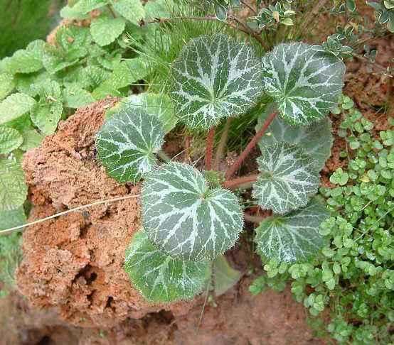 『植物』野外有种植物叫虎耳草,它的内在价值很高,收集回来可以卖好价钱