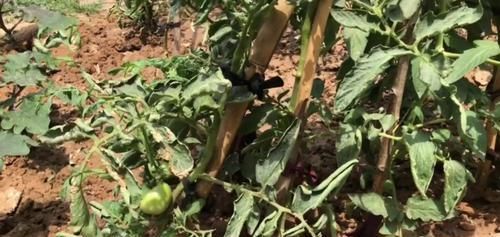  『蔬菜』农村玉米地一害草，农民曾经用它煮水来“杀虫”，你认识吗？