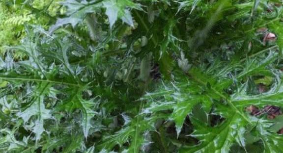 农村一种野草，浑身长刺却被誉为“药王”，却被农民当杂草除掉！