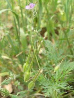 农村罕见杂草“牻牛儿苗”，竟是祛风湿解毒的良药