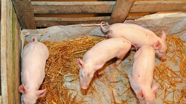  「生长发育」规模化猪场仔猪断奶应激综合症的防制