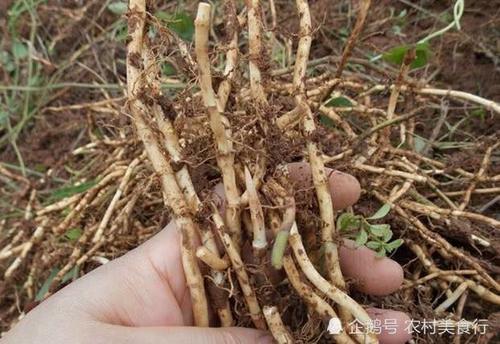 80后农村娃有吃过的零食，如今很少见到，你知道它的功效吗