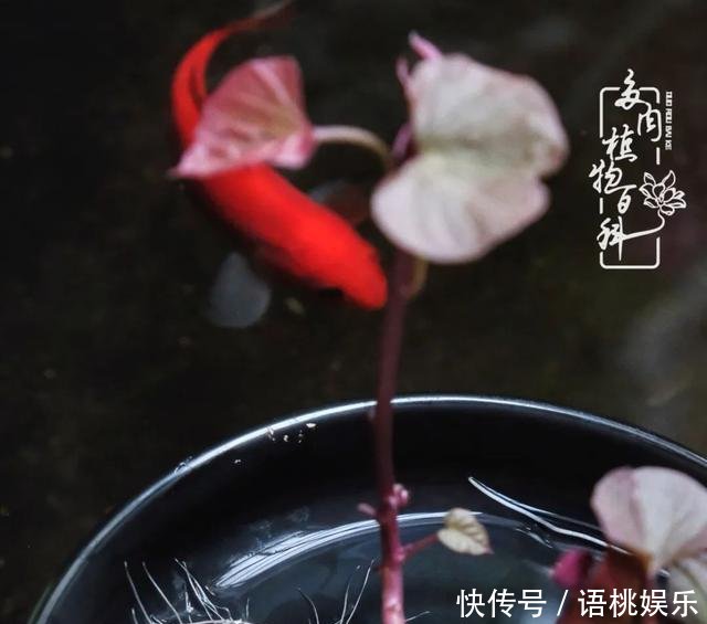  #喜欢#一粥一饭填饱肚子，一屋一花神仙日子！生命不止，玩趣不停！