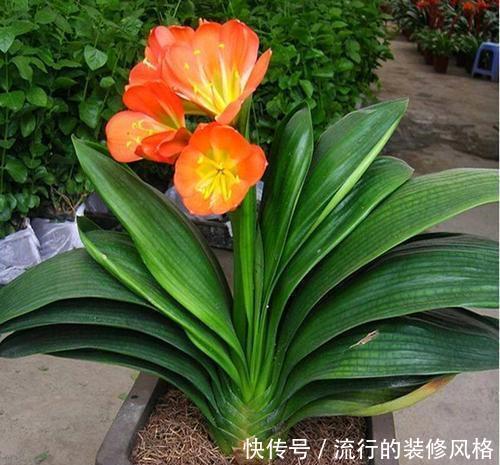 『种子』通过种子萌发成盆栽,为何没有一棵苗?少了哪一步?