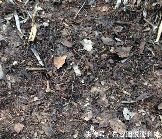  『松针土』春天挖这3种土养花，透气不烂根，养啥花都旺