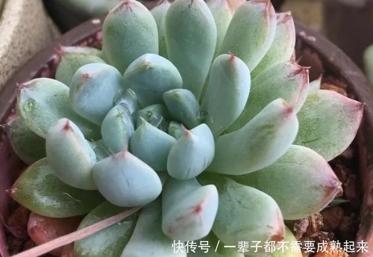  ＂refer＂:＂＂怎样种植多肉才是最饱满的？教你一招让你快速栽培！