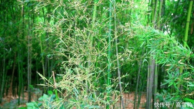  竹子开花：在农村, 老人常说“竹子开花, 马上搬家”竹子开花,