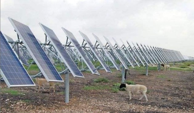  #解决#中国在发电站放了几千只羊，一个世界难题，就这样被羊给