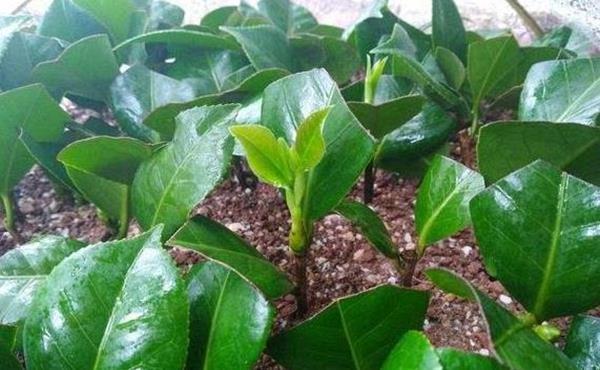 『克制』茶花扦插不成活?都是这事惹得祸,千万要忍耐克制