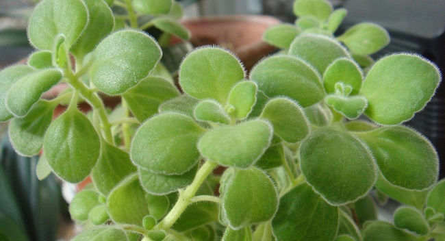  『植物』碰碰香怎么浇水,碰碰香的四季浇水方法以及浇水注意事项