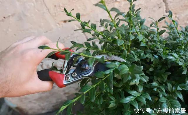 你家花草|阳台的花草“灰头土脸”,就用这4个方法清除,干净卫生长得快