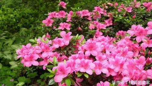 【花本】此花本是中国野花,因受老外追捧,变成中国十大名花之六