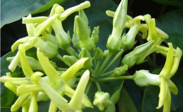  「漂亮」家里养花，就选5种“耐旱花”，好养又漂亮，开成小花海！