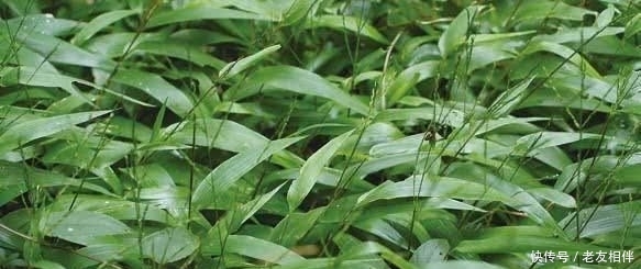  「敞开」男人若有前列腺炎，平时敞开吃6物，杀菌消炎，炎症或“自然消”