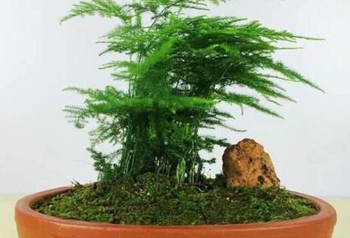  『适合』阳台光照足适合花草生长？别记错了，此6种早搬屋里还有救