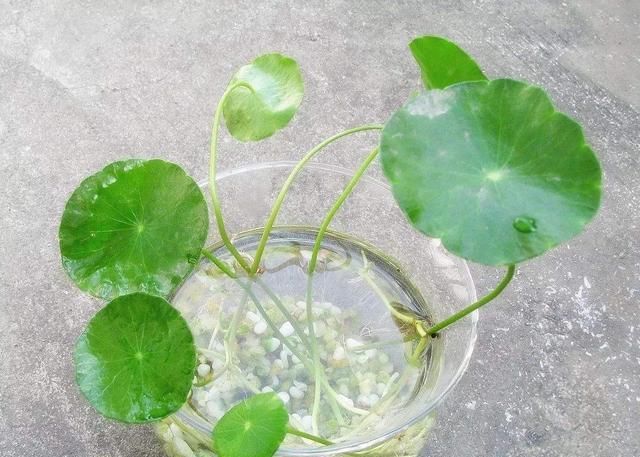  『特别』水培富贵竹,注意4点,绿油油特别茂盛,不黄叶根系壮,越长越旺