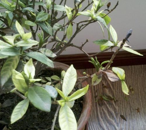  [栀子花]家里养的栀子花，开始枯萎、掉花苞，离不开“4个问题”，别忽视