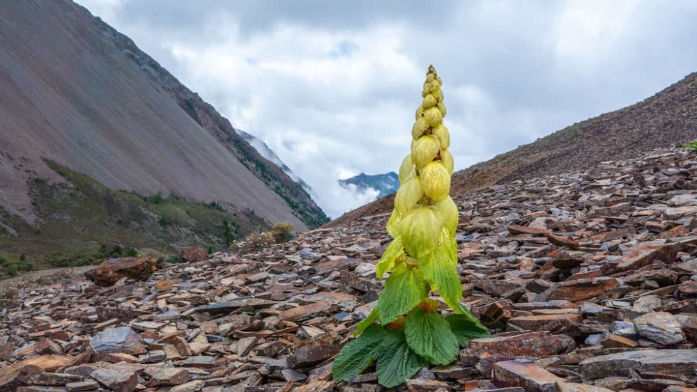 喜马拉雅山的巨型“白菜”非常稀有，比“天山雪莲”还珍贵