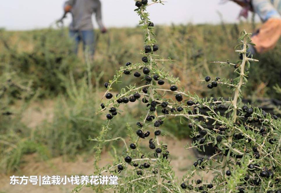 癌细胞“惧怕”的1种植物，农民靠它致富，收购价一斤300多元