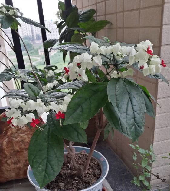  『珍珠宝塔』此新型观赏植物，漂亮又好养，最重要的是还可做盆景