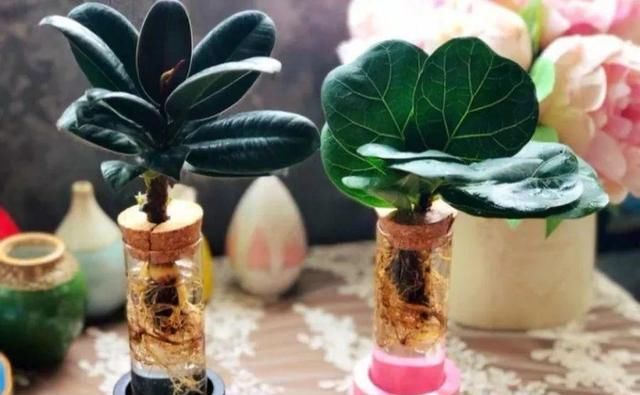  『以水培』春天就养的“5种花”,好养又漂亮,沾土就活,给点水就开花不断!