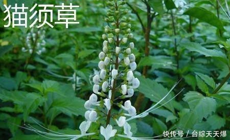 区别@4月发文:猫爪草和猫须草有什么区别?