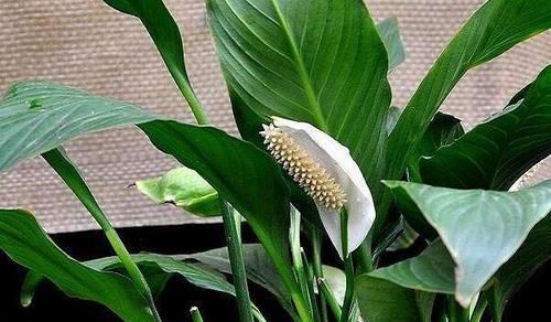  「适合」最适合“新手”养的四种花，不用施肥不用管，浇浇水就能爆盆