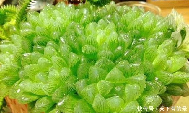 养护@养护多肉“玉露”,做好这7点,株型憨憨可爱叶色晶莹剔透