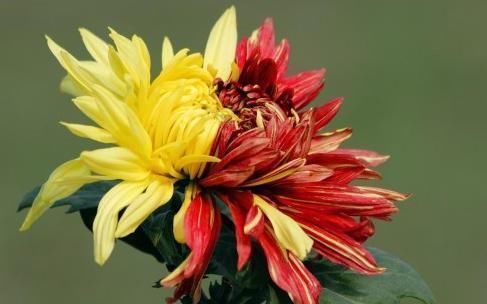  #养花#”传统菊花“二乔，花开红黄双色，极为少见，可以说是养花首选