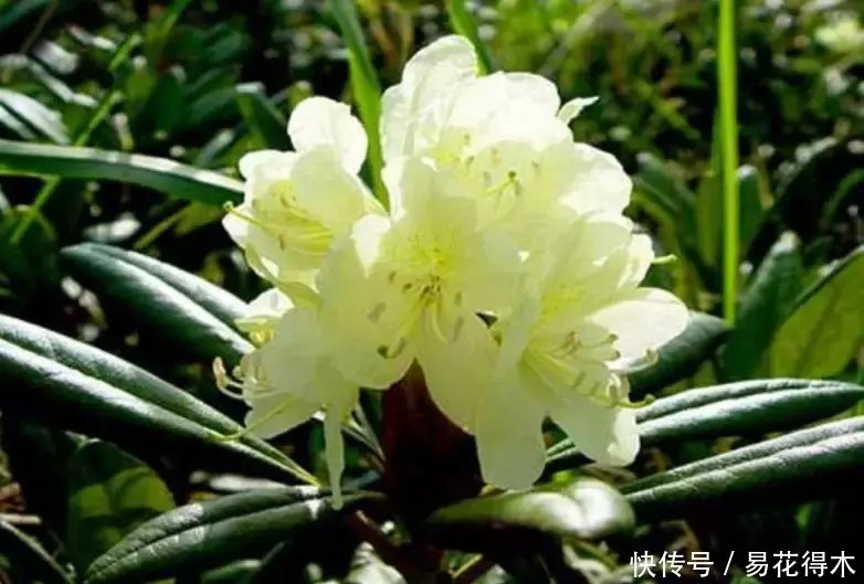  杜鹃@国家Ⅱ级珍稀濒危物种|东北地区特有的牛皮杜鹃