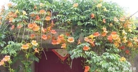 适合|若是有个院子,定要养上此4种花,养成花海,一进院就迷住