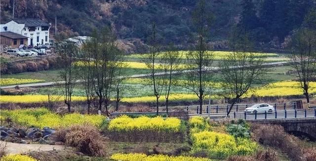 3月，去婺源看漫山油菜花