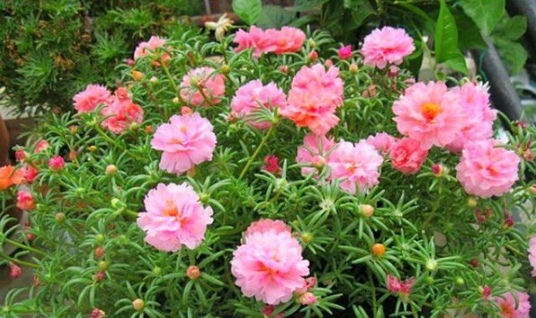 『长寿花』4种花,喜欢“掐”掐得越多,就越不容易长出浓密的门户