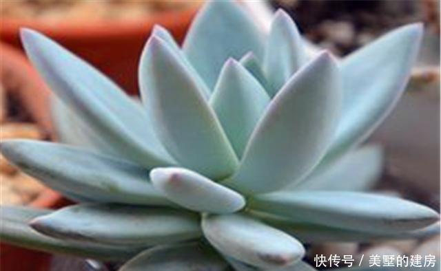 光照|好养优美的多肉霜之朝,养护中这3点一定要知道,上色塑型全靠它