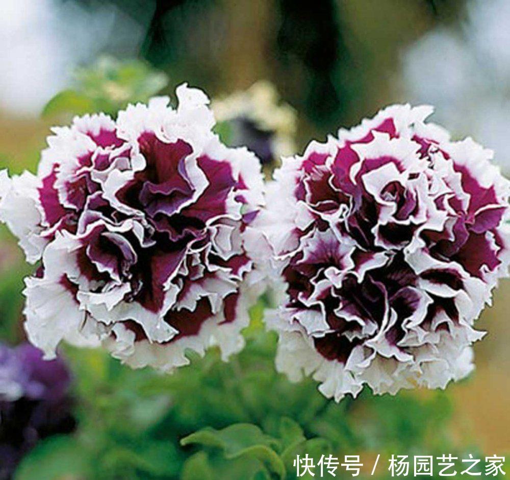 #重瓣矮牵牛#在家中养护以下3种花卉,花瓣层层叠叠,花期长,观赏性高的花卉