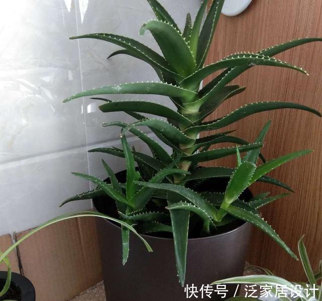  侧芽@芦荟长爆盆了怎么办？简单1个技巧，一盆养出20盆，侧芽多成老桩