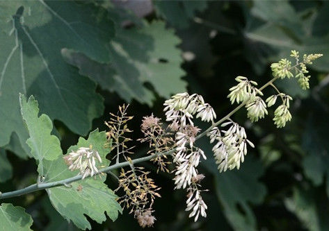  [酒糟鼻]农村生长的这种直立野草，花朵没有花瓣，却有治疗酒糟