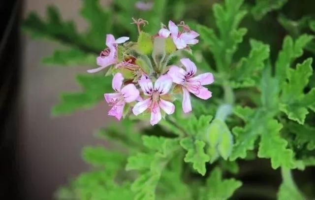  #提神醒脑#驱蚊 | 18种除虫香草，杀菌驱蚊虫，叶子还能炒菜吃