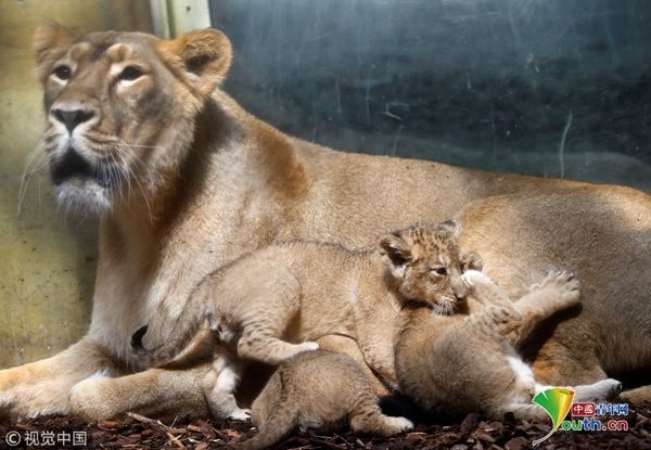 德国动物园新生狮宝宝首见客 不惧镜头展示