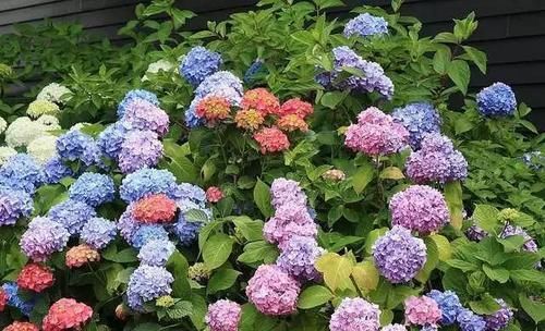  『长花苞后』4月养绣球花，做好这件事，花苞一茬接一茬，开花美花量大