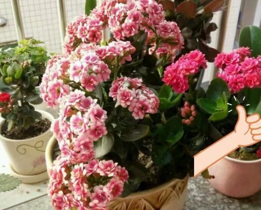  「家里」养花别傻傻浇水,花都淹死了!老花匠教你3招,家里花草轻松爆盆