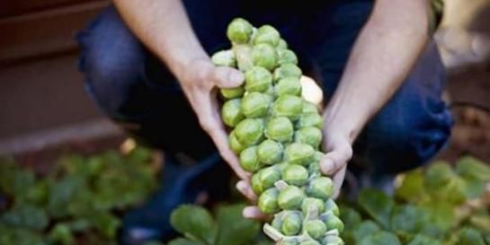  产值@个头小产值高，售价媲美猪肉的抱子甘蓝，为何无人想种