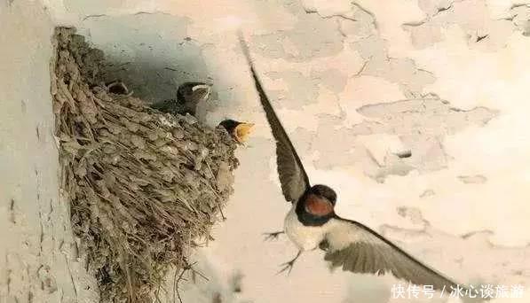 燕子不落苦寒之家，不进愁家门，他们是怎么判断的呢？