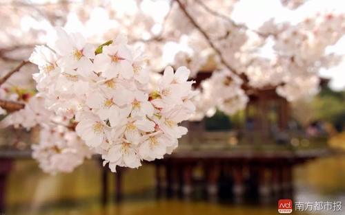 天适樱花悠乐园举行第九届樱花节，赏浪漫樱花海，观梦幻灯光节