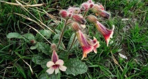  『地黄』农村一种“毛茸茸”的野草，价值十分珍贵，如今60块一斤成稀罕物