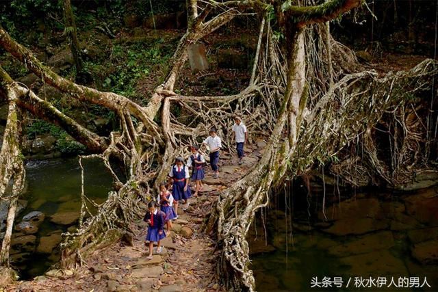世界最“古怪”的桥梁：印度人用树种出来，500年越走越牢固！