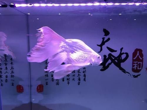  [急于求成]调理鱼缸水质，不是在做单项选择题，也不要急于求成